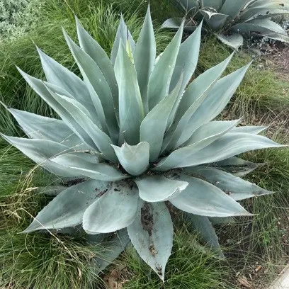 How Does Northern Sharkskin Agave Enhance Succulent Gardening?