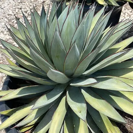 Agave Green Steel