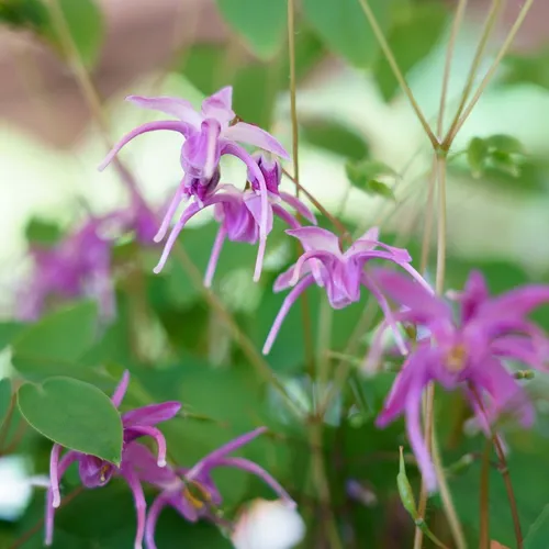 イカリソウ（碇草・錨草） (Epimedium grandiflorum) - PictureThis