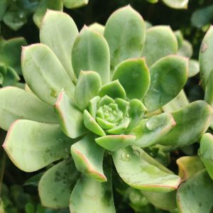 19#多肉植物アエオニウム錦❤️ブロンズメダル錦❤️23頭25cm 拔き苗