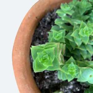 おまとめ 多肉植物♡雪の妖精 抜き苗 多肉植物 クラッスラ 雪の妖精 ☆希少・レア☆ 抜き苗全量！！ E