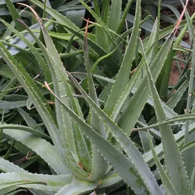 Como identificar Babosa (Aloe vera)