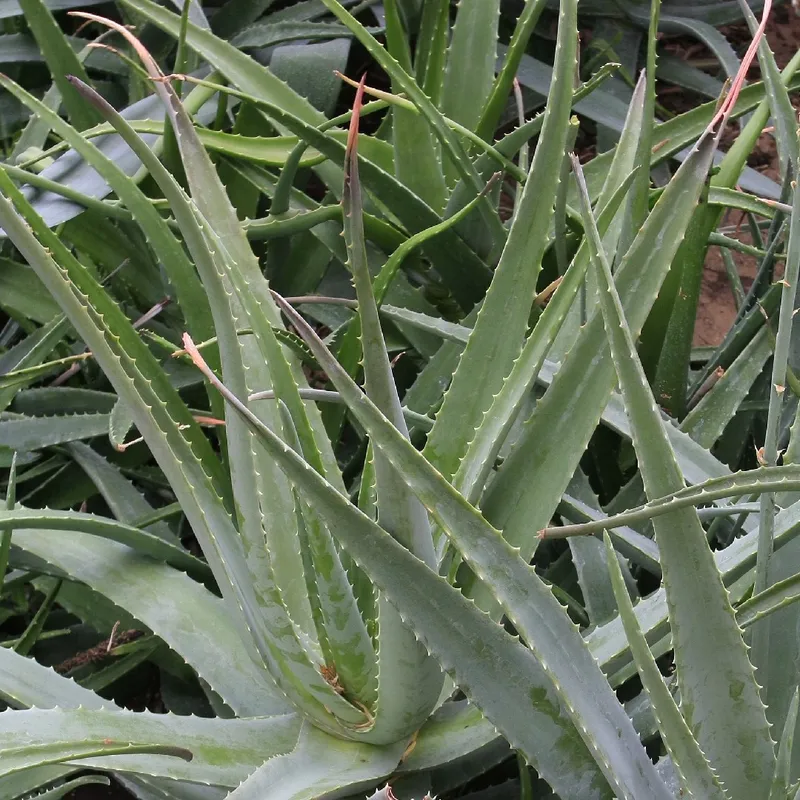 aloe vera and vitamin c Luxe Organix