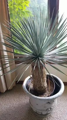 ユッカ・ロストラータの育て方・栽培方法