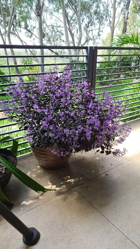 プレクトランサス 'モナ ラベンダー'の判定方法 (Plectranthus 'Mona プレクトランサス 'モナ ラベンダー'の判定方法 (Plectranthus 'Mona