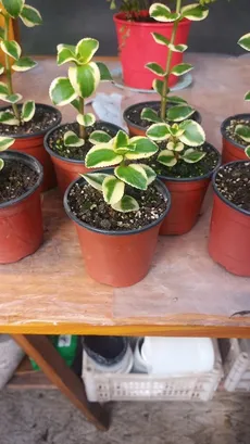 How to Grow and Care for Variegated trailing Jade plant