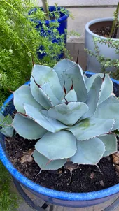 アガベ オバティフォリアの判定方法 (Agave ovatifolia) アガベ オバティフォリアの判定方法 (Agave ovatifolia)