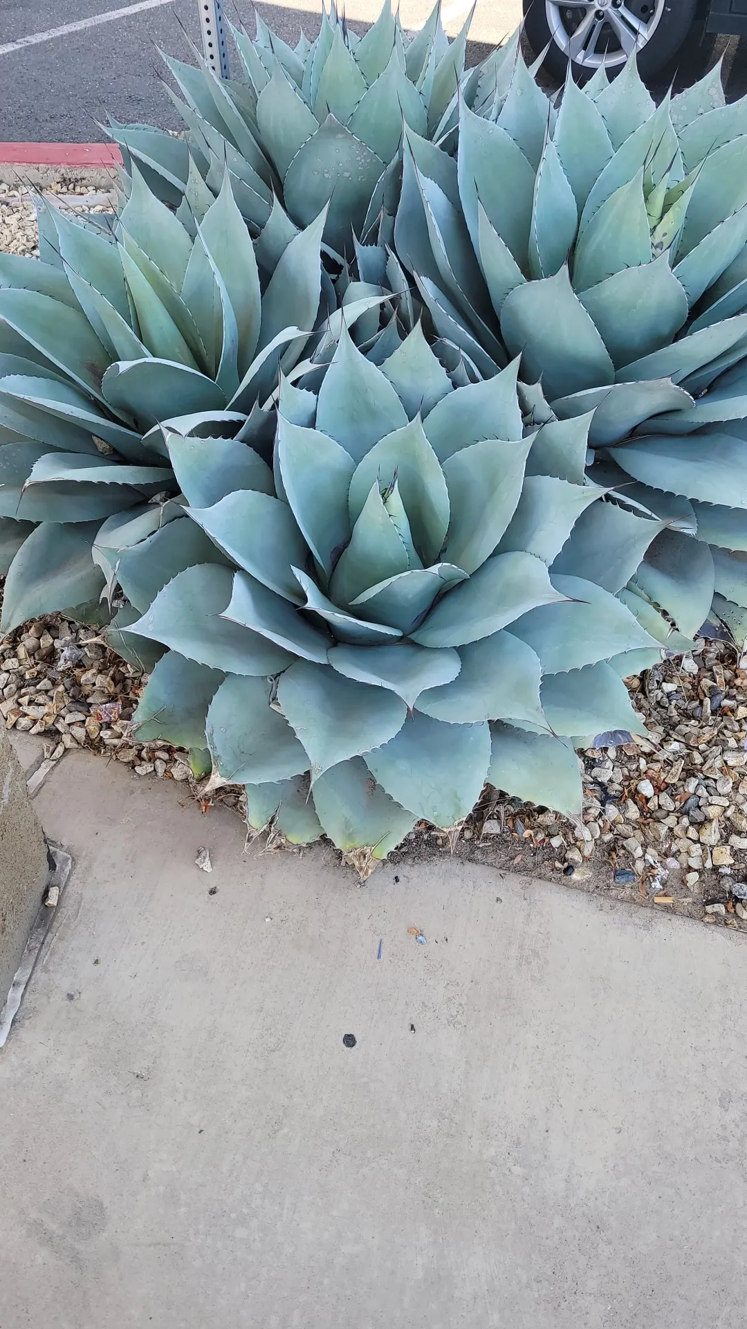 アガベ オバティフォリアの判定方法 (Agave ovatifolia) アガベ オバティフォリアの判定方法 (Agave ovatifolia)