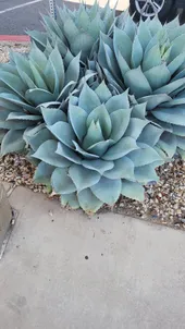 アガベ オバティフォリアの判定方法 (Agave ovatifolia) アガベ オバティフォリアの判定方法 (Agave ovatifolia)