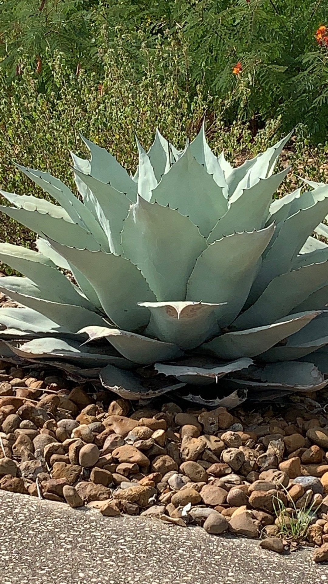 Agave ovatifolia アガベ オバティフォリア 大株 アガベ オバティ