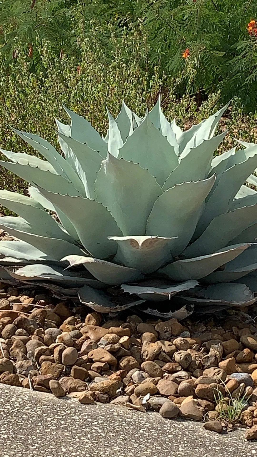 アガベ オバティフォリアの判定方法 (Agave ovatifolia) アガベ オバティフォリアの判定方法 (Agave ovatifolia)