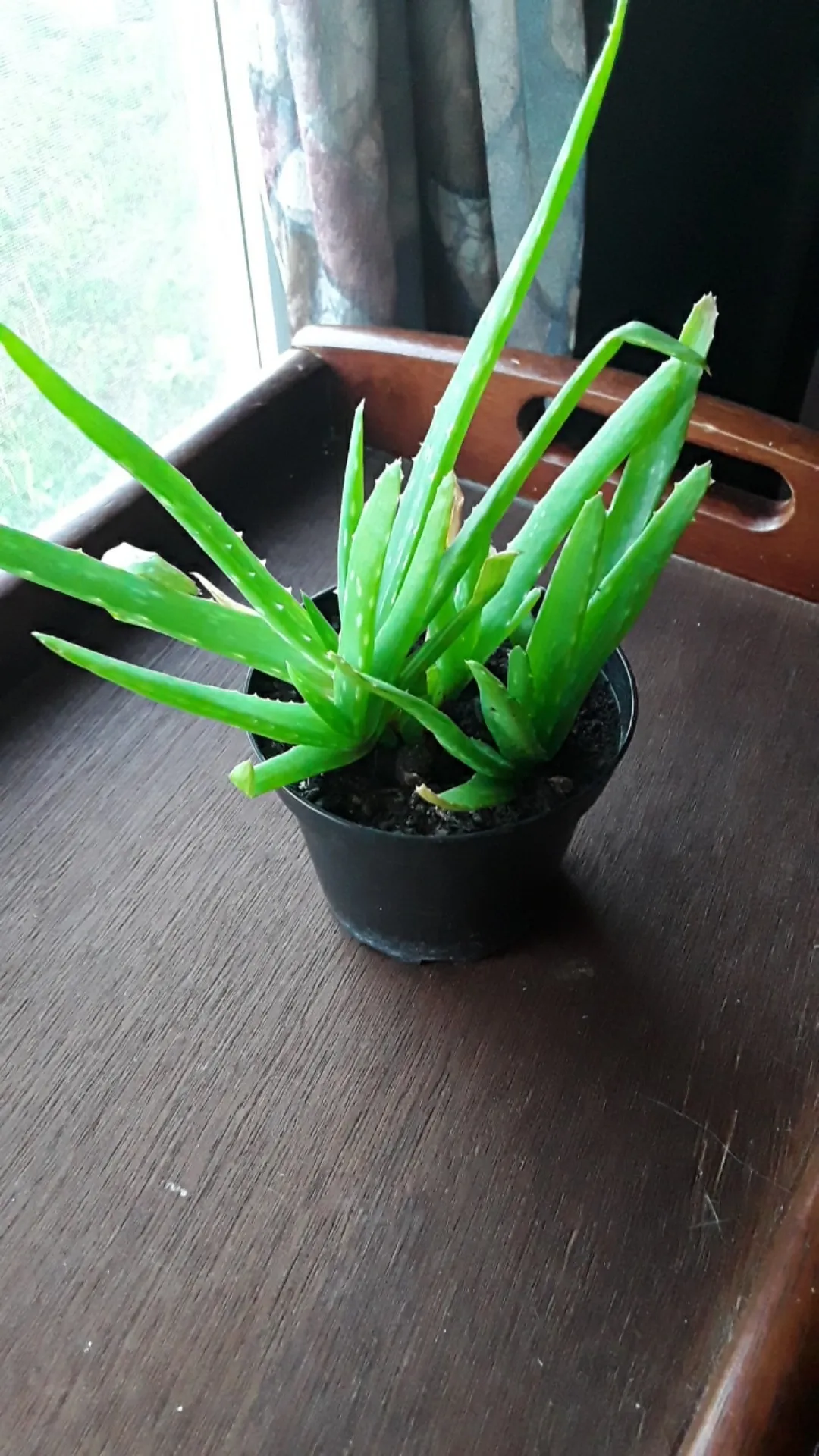 aloe vera synergie NatureCity TrueAloeGel