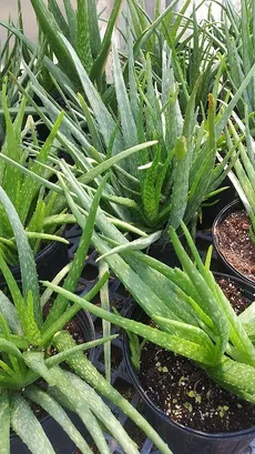How to Grow and Care for Chinese aloe