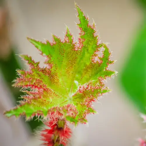 Begonia 'Immense'