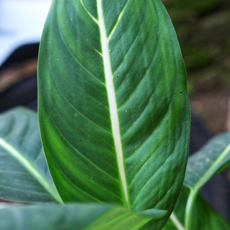 monstera coaster plant Graf Lantz