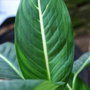monstera adansonii aurea Monstera Adansonii Variegata Aurea 4