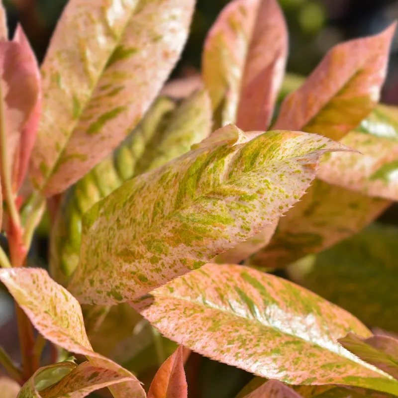 Quels sont les problmes courants avec Photinia  feuilles dentes "PINK  CRISPY" ?