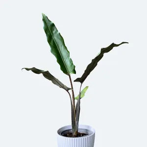 large monstera plants Buy Wholesale Extra Large Monstera Leaves Tropical Greenery in Bulk main image 0