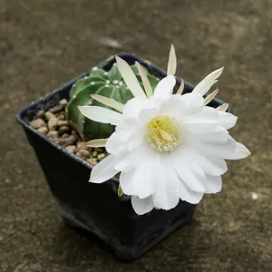 Echinopsis ancistrophora - Echinopsis ancistrophora (Pflege, Merkmale,  Blume, Bilder)