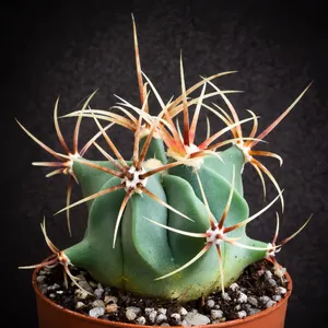 Candy barrel cactus (Ferocactus histrix) - PictureThis
