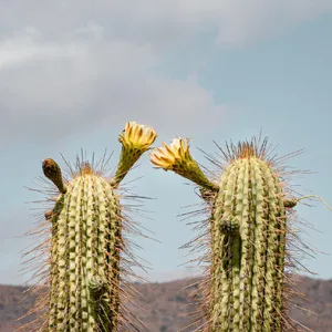 How to Propagate Echinopsis chiloensis