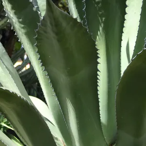 Agave salmiana - PictureThis