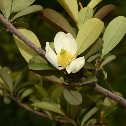 Dwarf magnolia