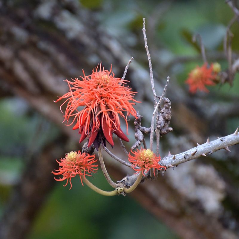 Pomer Tree What Are Common Problems with Red hot poker tree?