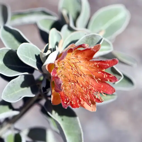 Diplolaena grandiflora
