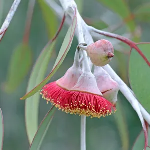 How to Propagate Gungurru