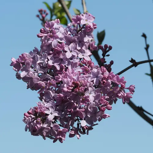 Lilas à fleurs de jacinthe