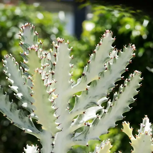 Euphorbia white ghost