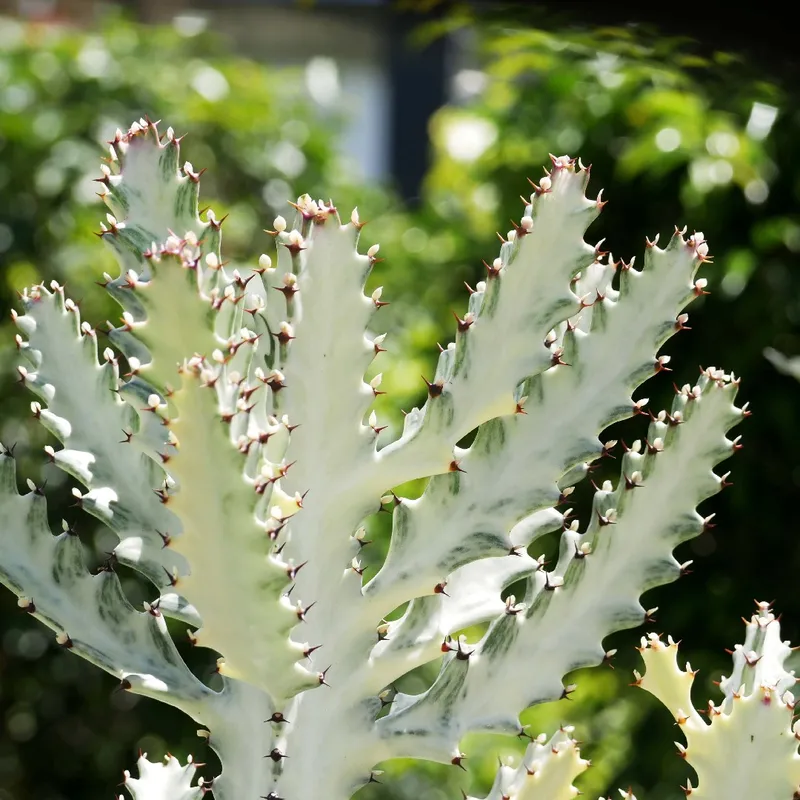 Wie man Euphorbia lactea 'White Ghost' Sukkulenten fachkundig zchtet