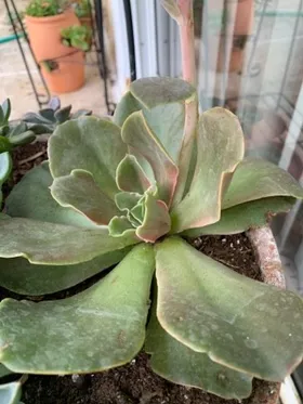 ジャケット・アウター echeveria LeatherSwitichingWorkJKT ovy How to identify Echeveria (Echeveria)