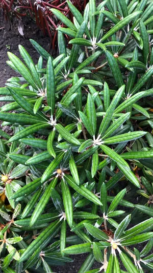 Comment cultiver et entretenir Rhododendron roxieanum var. oreonastes