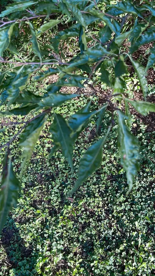 Hêtre sylvestre 'Laciniata'