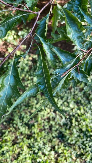 Schlitzblttrige Buche (Fagus sylvatica 'Laciniata') - PictureThis