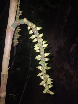 How to Grow and Care for Pinanga