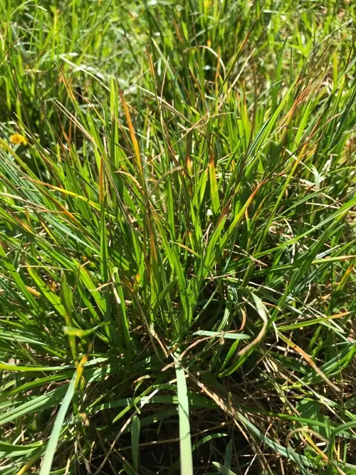 Broad-leaved meadow grass