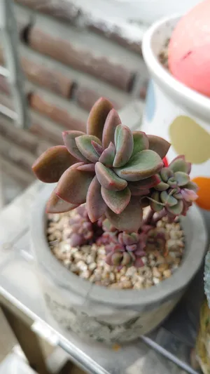 レズリーの育て方・栽培方法