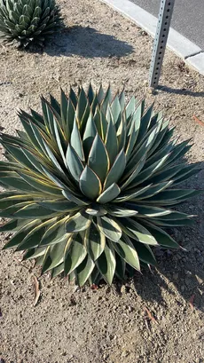 アガベ スノーグロー