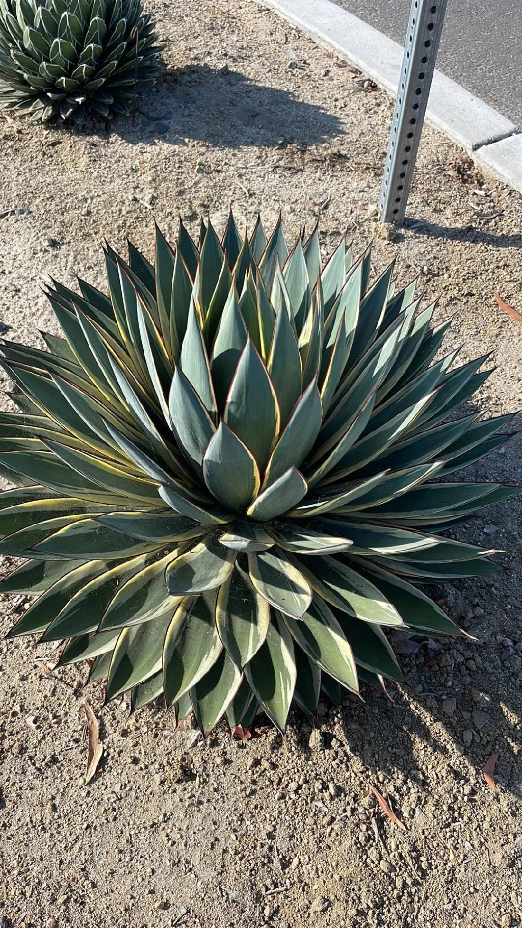 アガベ 'スノー・グロウ'の判定方法 (Agave 'Snow Glow') アガベ 'スノー・グロウ'の判定方法 (Agave 'Snow Glow')