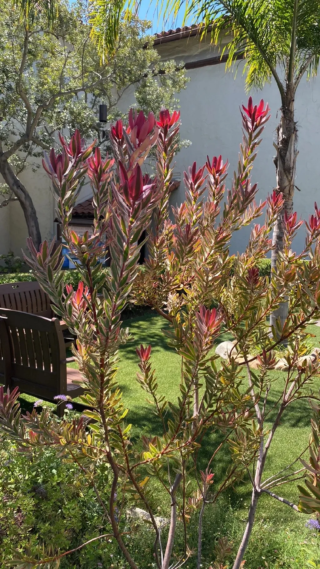 リューカデンドロン 'ジェスター'の判定方法 (Leucadendron