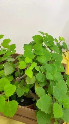 How to Grow and Care for Bonsai mint