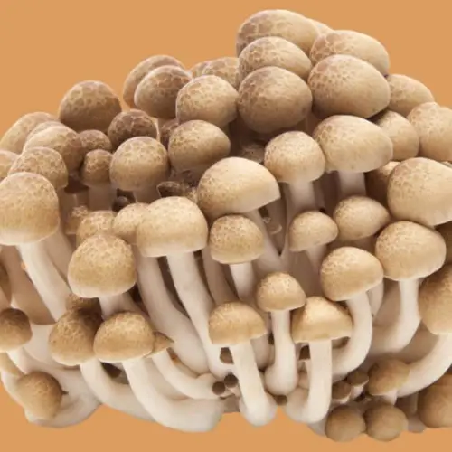 White beech mushroom