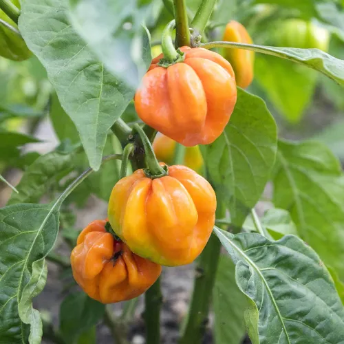 Yellow lantern chili (Capsicum chinense) - PictureThis