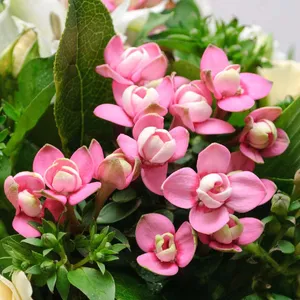 Bouvardia - Bouvardia (Taxonomie, Merkmale, Verbreitung, Bilder)