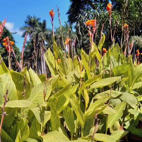 Canna lilies 'Pretoria'
