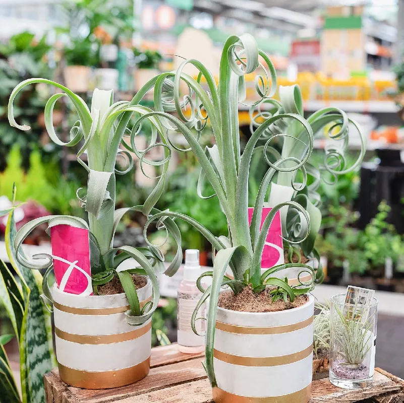 What Makes Air Plant 'Curly Slim' Ideal for Succulent Gardening?