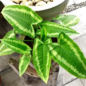 Como Cultivar e Cuidar de Schismatoglottis wallichii